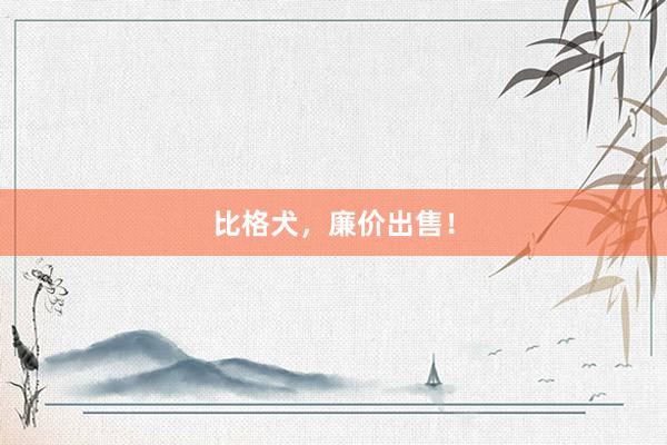 比格犬，廉价出售！